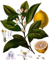 Citrus_x_limon_-_Köhler&ndash;s_Medizinal-Pflanzen-041