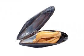 mossel